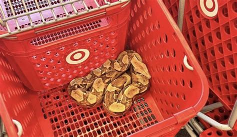 6-foot long boa constrictor found in Target shopping cart